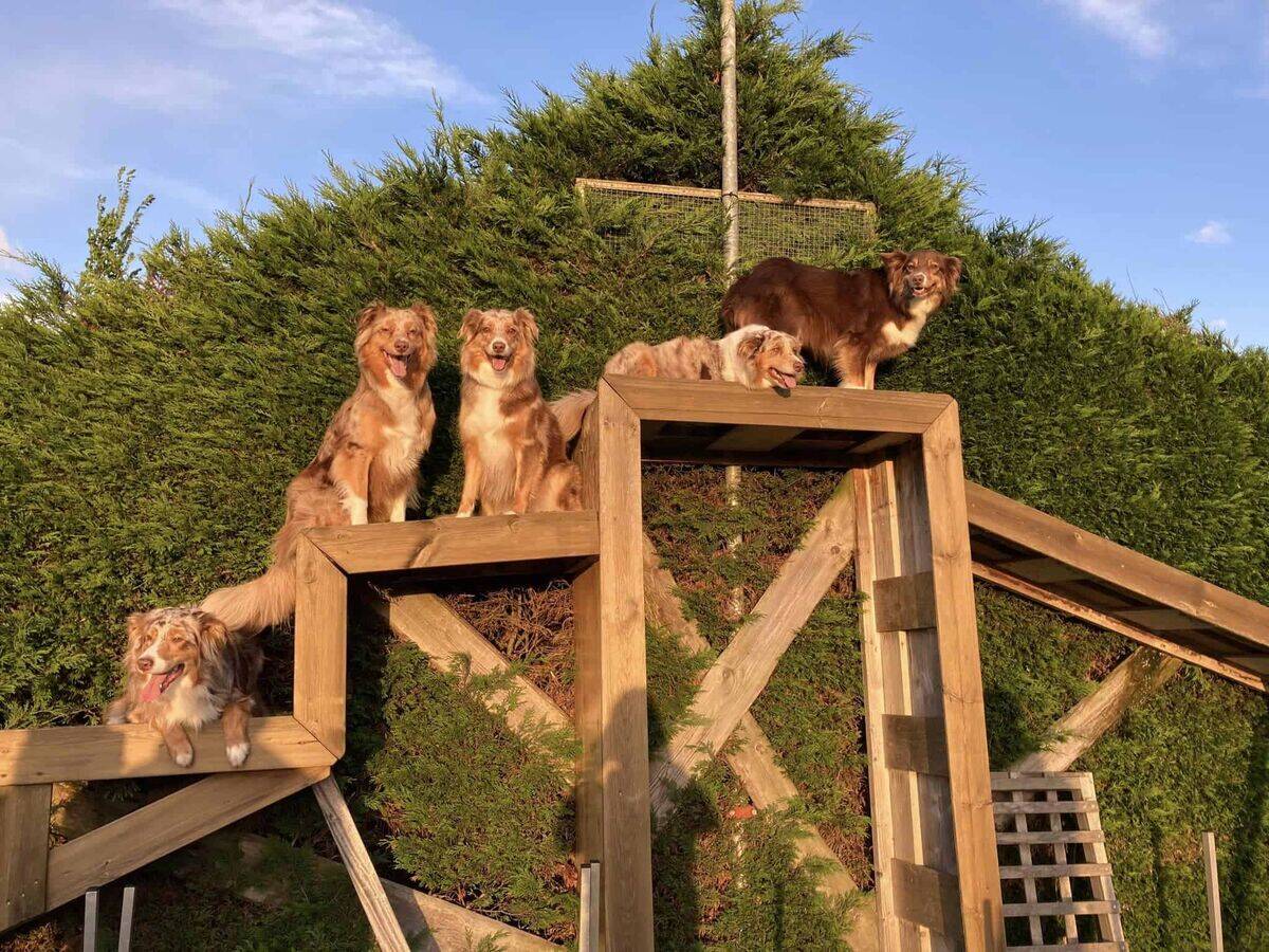 Puppycursus training