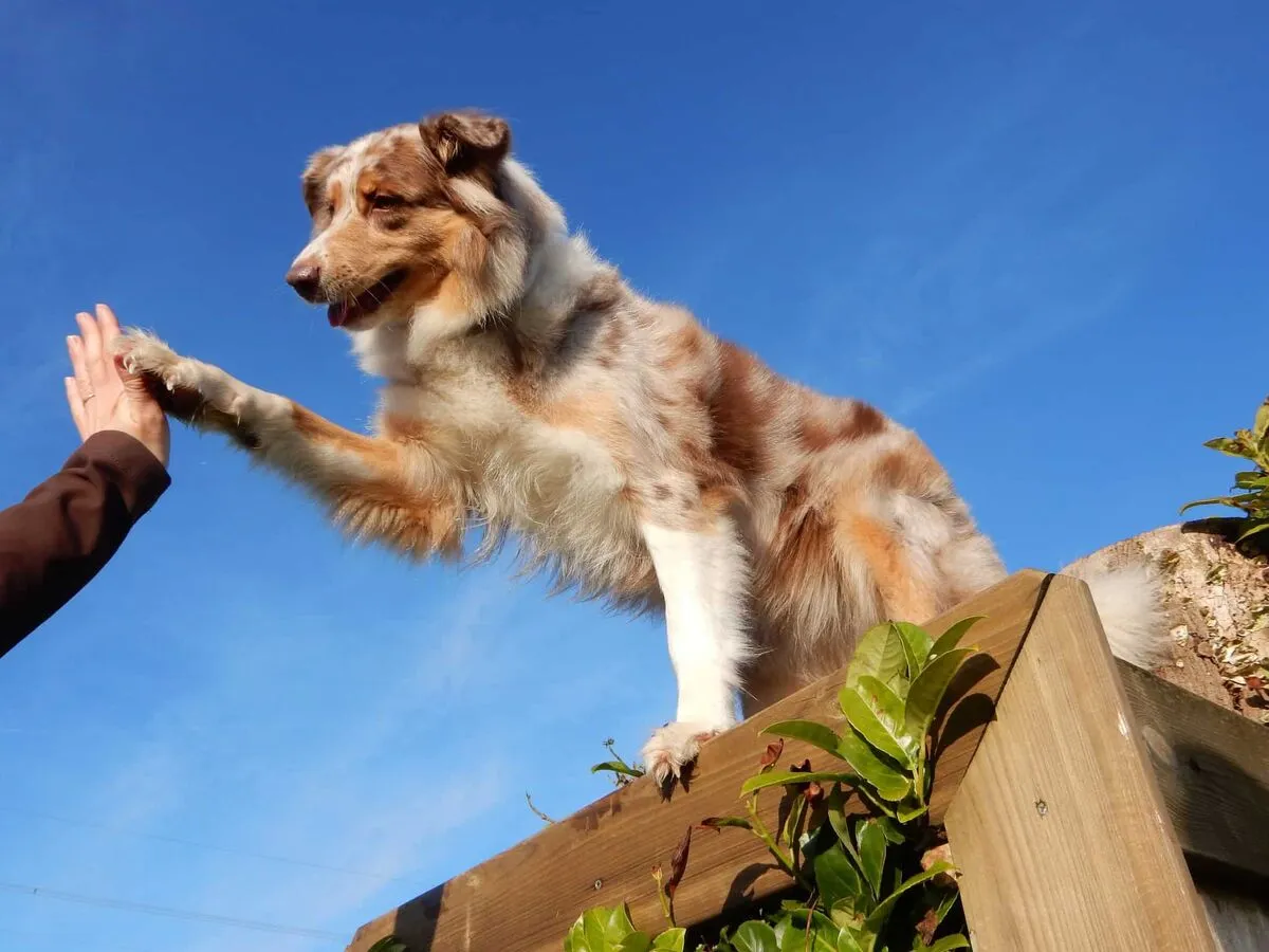 Gehoorzaamheid gevorderd training