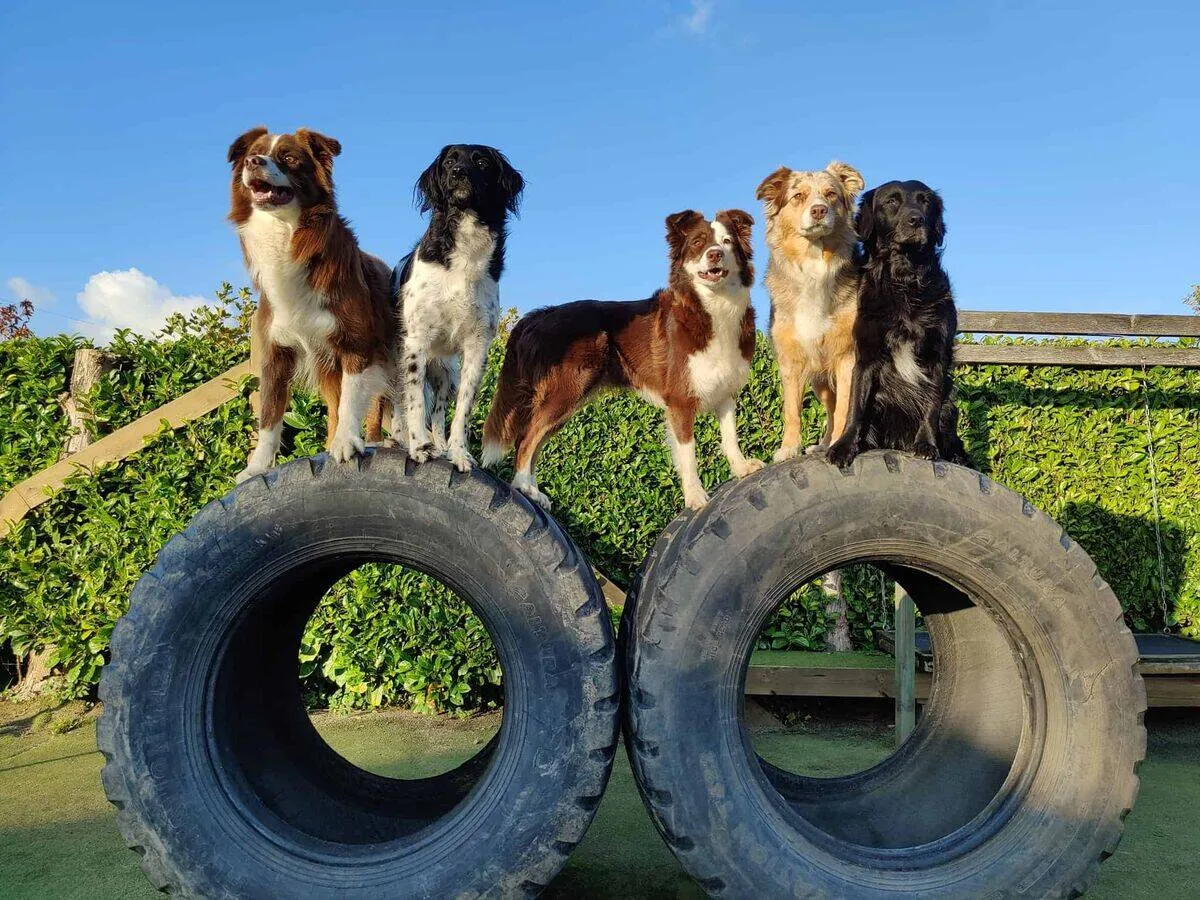 Wim met honden op de hindernisbaan