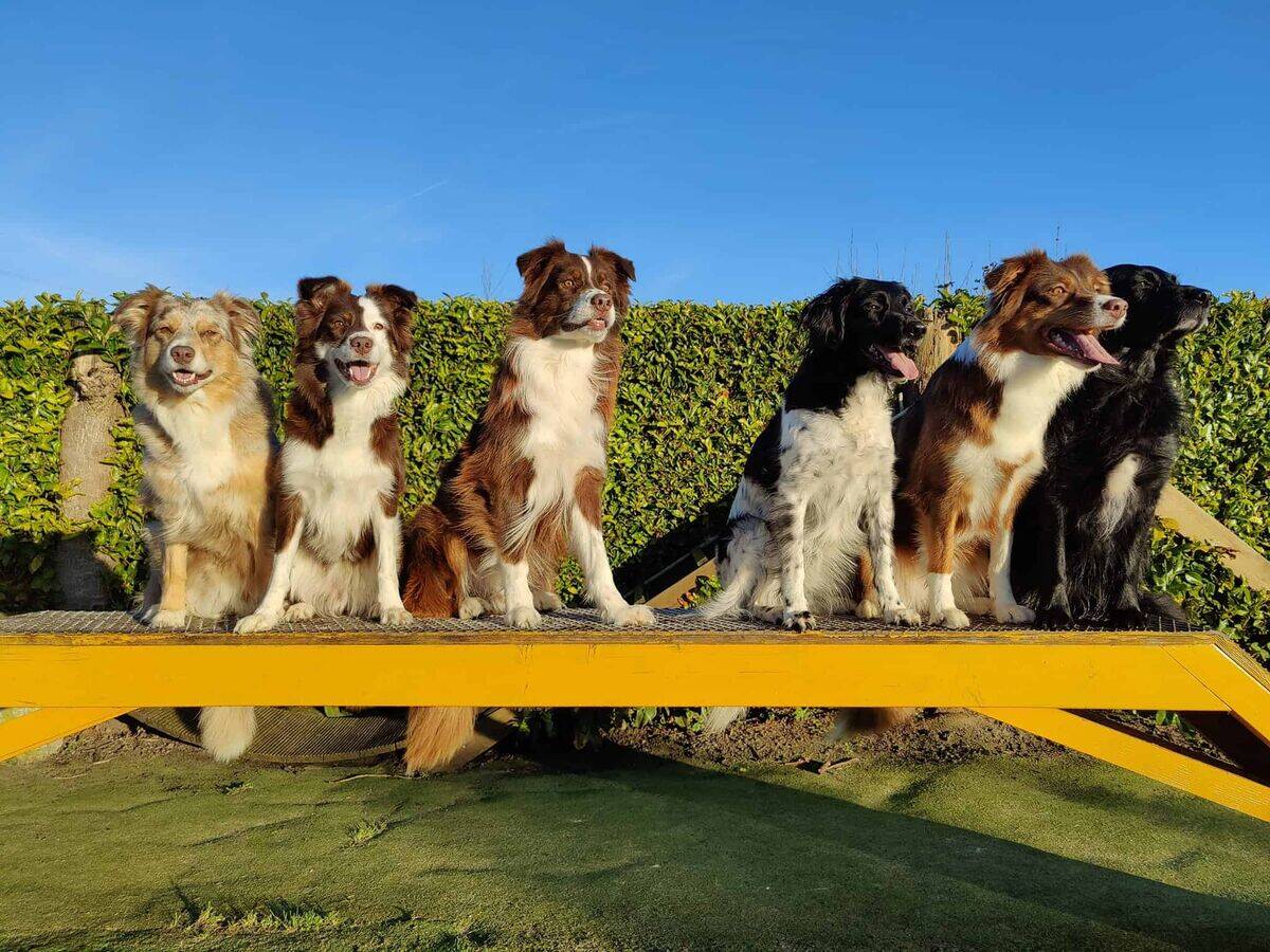 Honden op de hindernisbaan ramp