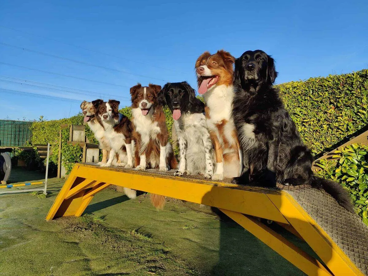 Honden training op de hindernisbaan