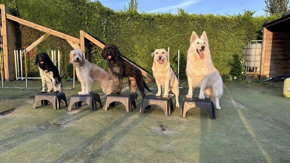 Gehoorzaamheid basis training