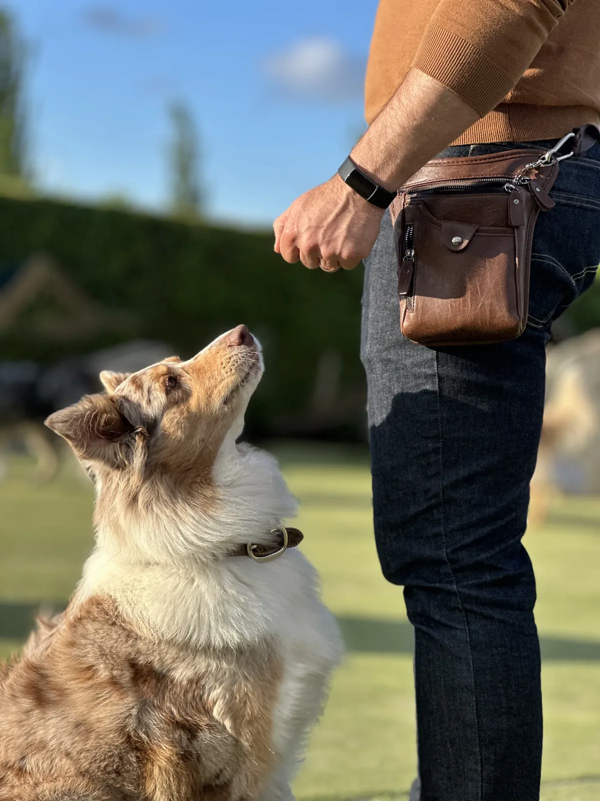 Hond met volledige aandacht voor baasje